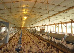 Photo inside of a chicken farm