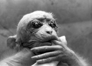 Photo of a liberated monkey that has been used for medial testing