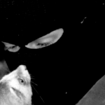 Person in a balaclava comforts a mink
