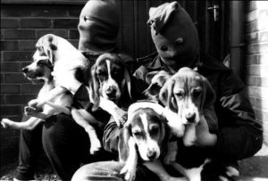 Photos of beagles being liberated