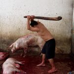 Content warning: Violent imagery. Photo from inside a slaughter house where a man is clubbing pigs