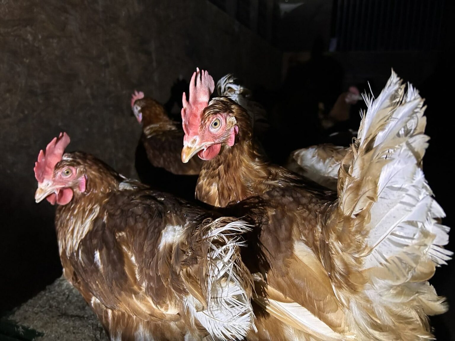 TWENTY FIVE EGG LAYING HENS HELPED TO FREEDOM. Unoffensive Animal